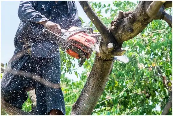 tree services Parkston